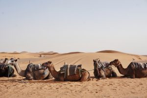 Camellos en Erg Chebbi, Marruecos